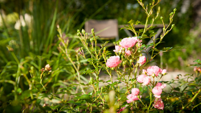 Dieter Gerke Gartenkultur Gartengestaltung - Gartenpflege - Gartentechnik